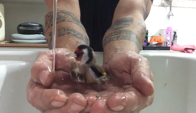 Rozkošný malý stehlík sa kúpe v dlaniach človeka