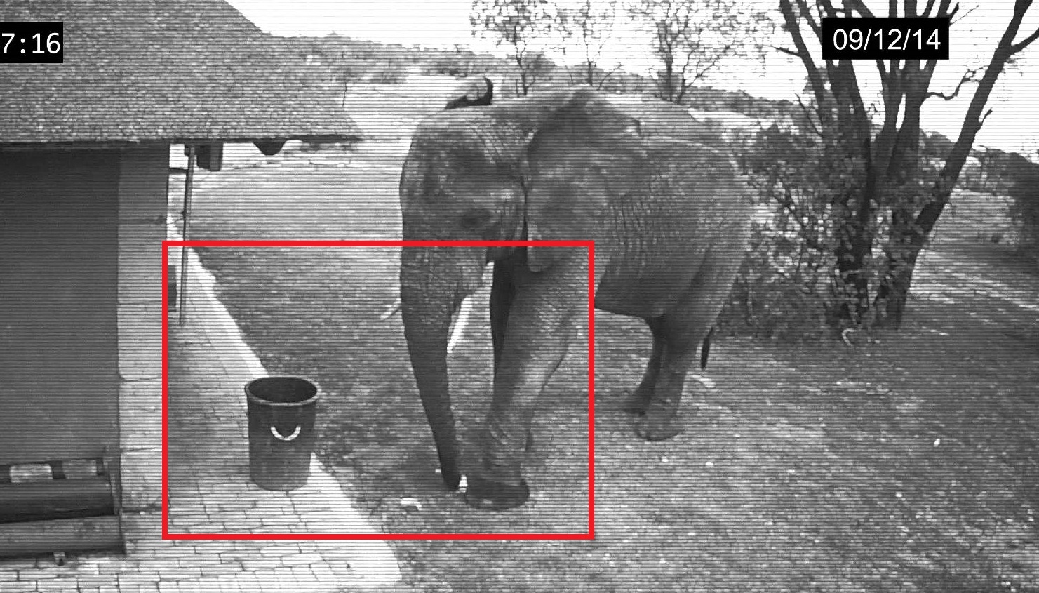Kamera zachytila slona upratujúceho odpadky pred domom, mohli by sa od neho učiť aj ľudia
