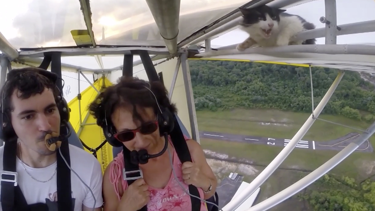 Malé mačiatko sa snaží prežiť svoj vyhliadkový let na lietadle