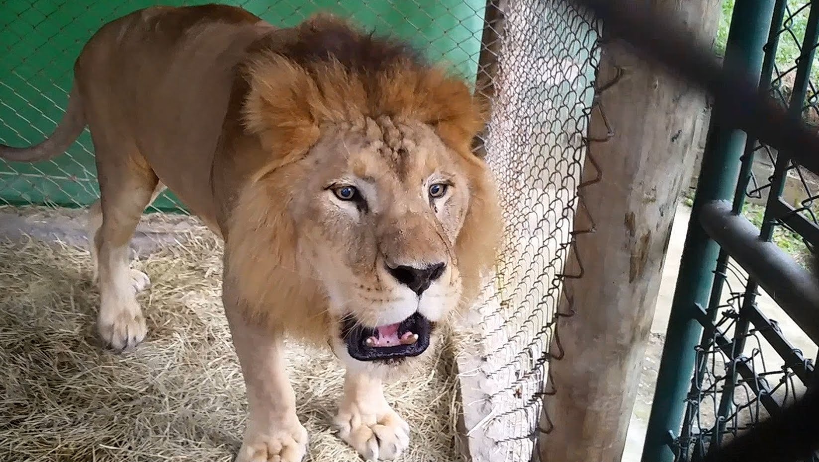 Lev bol 13 rokov v klietke v cirkuse. Pozrite sa na jeho prvý kontakt so slobodou
