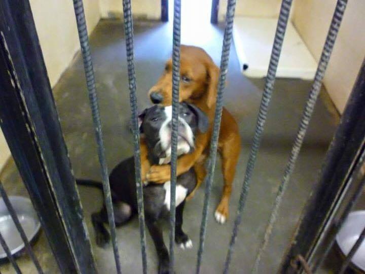 Emotívna fotka dvoch psíkov v objatí ich zachránila pred utratením