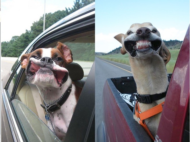 20 psíkov miluje jazdu autom a dávajú to patrične najavo