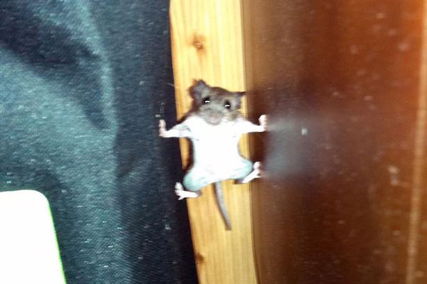Najakčnejšia myš zachytená v neuveriteľnej situácii