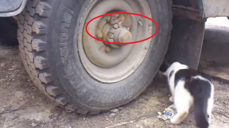 Neuveriteľné video ako chcel potkan mačku oklamať