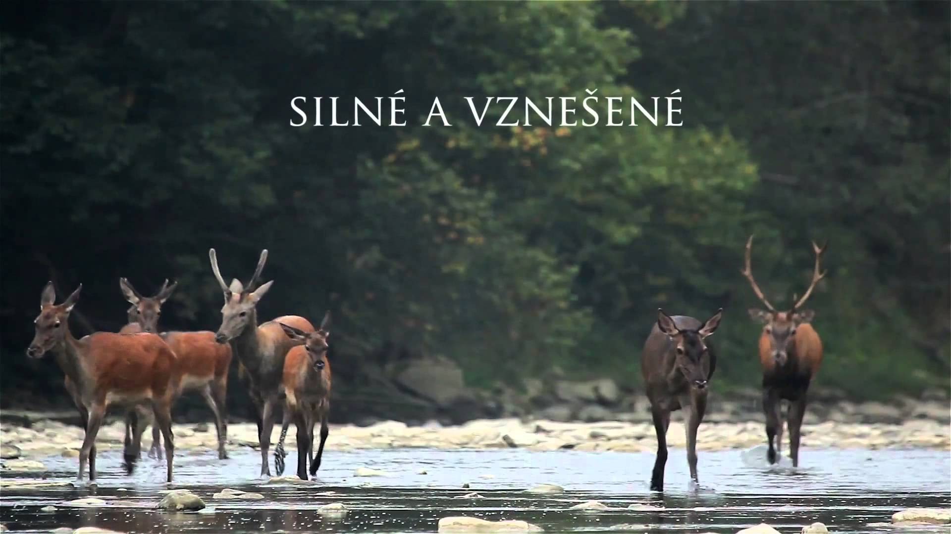 Slovenský dokument Vlčie hory bude vysielať National Geographic v 118 krajinách sveta!