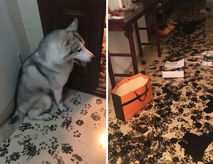 Rodina nechala svojho psa na 3 hodiny doma, keď prišli naspäť čakalo ich milé prekvapenie