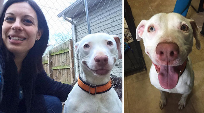 Opusteného psíka so adoptovali z útulku a odvtedy sa nevie prestať usmievať