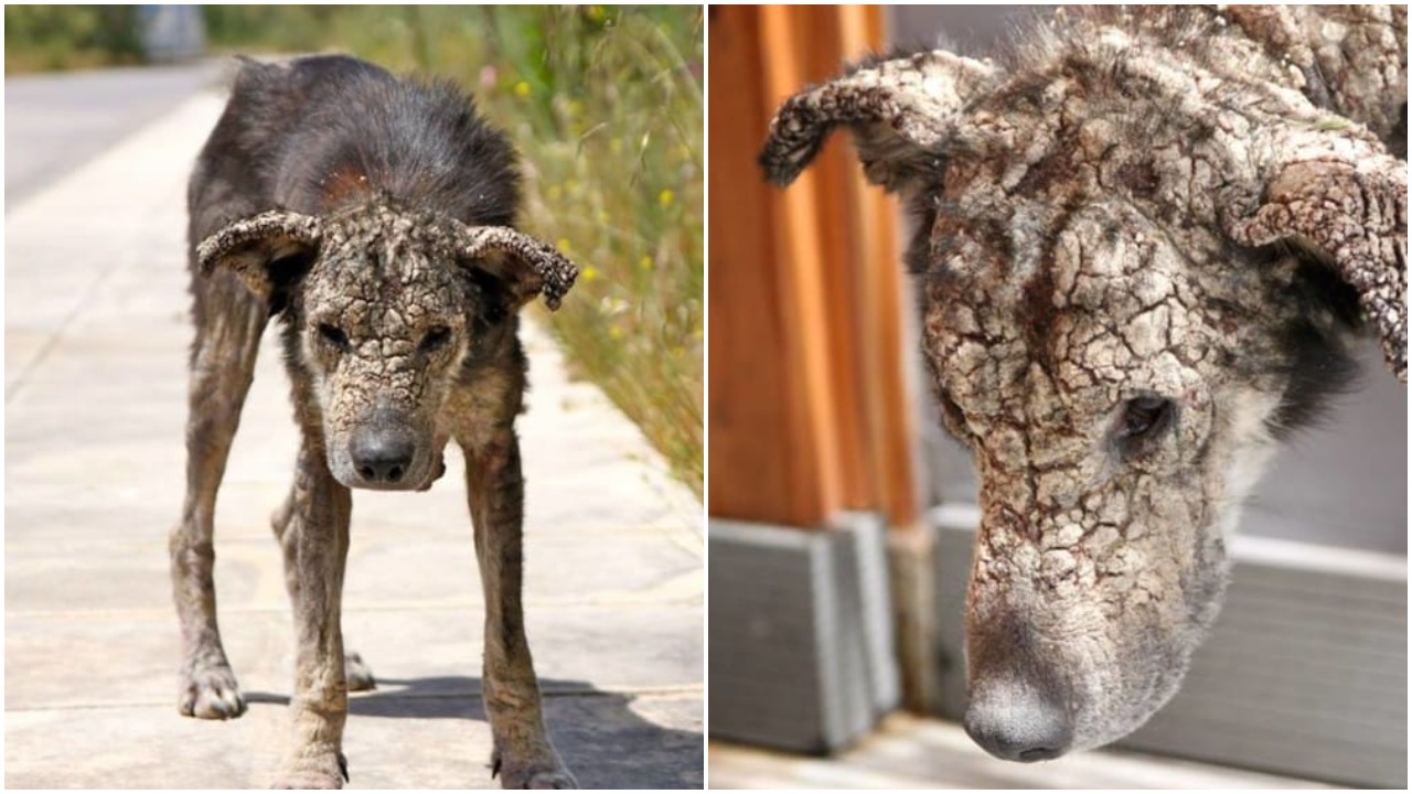 VIDEO: Opustený psík sa zmenil na kameň a bál sa ľudí. Prešiel si premenou, ktorá vás šokuje!