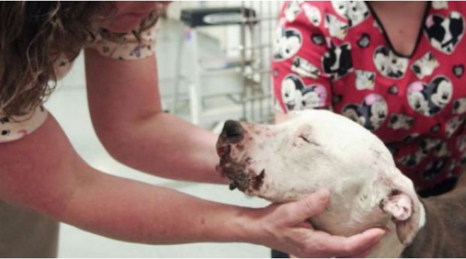 Majiteľ tohto pitbulla ho využíval ku krvavým zápasom. Sledujte jeho reakciu, keď ho zachránia