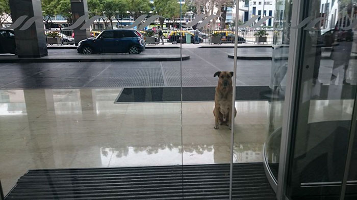 Letuška si adoptovala psa, ktorý na ňu neprestal čakať pred hotelom