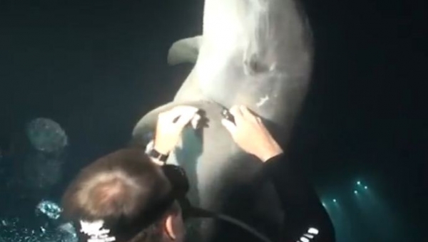Počas potápanie zbadal, že mu niečo ukazuje delfín. Keď zistil o čo sa jedná, nemohol tomu uveriť!