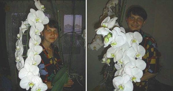 Chcete aby aj vaša orchidea vyzerala ako tá z obrázku? Stačí urobiť tieto veci