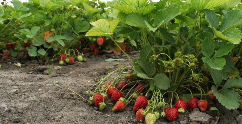 Chcete začať pestovať jahody? Po tomto triku budú silné, chutné a zdravé.