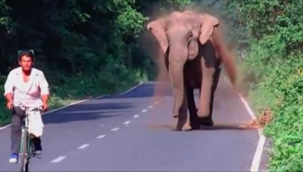 Slon naháňa cyklistu. Počkajte, až uvidíte prečo – neuveriteľné!