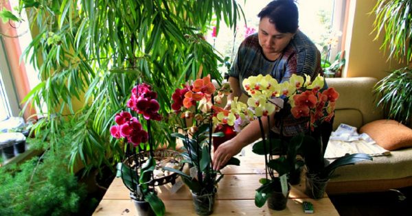 Život s orchideami: kvetiny, ktoré vedia uraziť aj poďakovať!