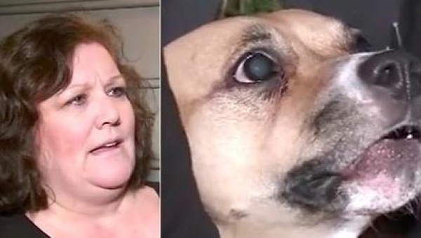Adoptovaný pes neprestával vrčať na dvere – za malý okamih neskôr sa jeho majiteľka dozvedela šokujúcu pravdu