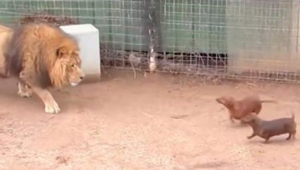 Lev sa priblíži k jezvečíkom, ktorí sa vkradli na jeho územie. Toto video už šokovalo 5 miliónov ľudí