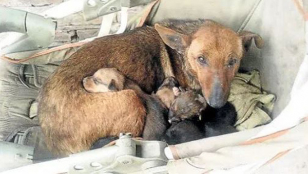 Zatúlaná sučka sa postarala o opustené novorodeniatko. Psy majú väčšie srdcia než ľudia!