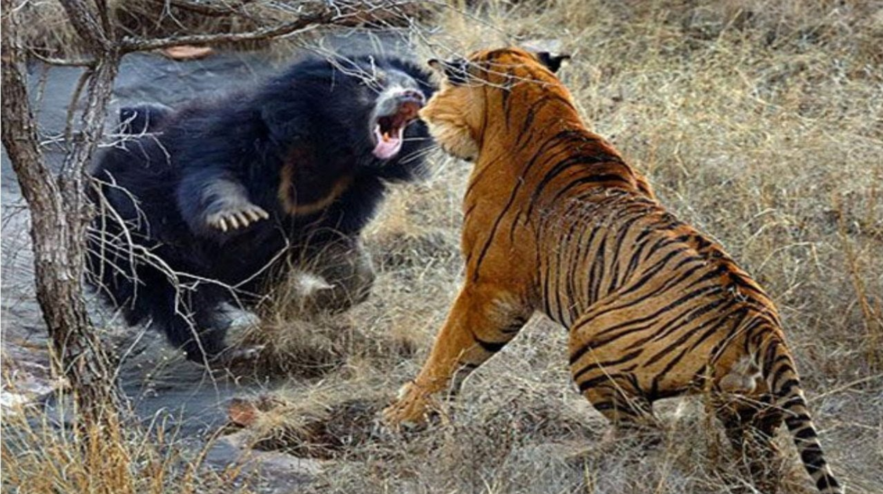 Pozrite si brutálny boj medzi medveďom a tigrom, ktorý bol zachytený na kameru. Neľútostná zvieracia ríša