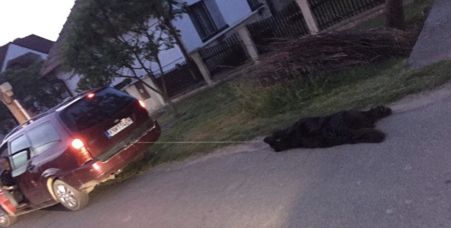 Na južnom Slovensku majiteľ úbohého psíka utýral na smrť! Priviazal ho o auto!