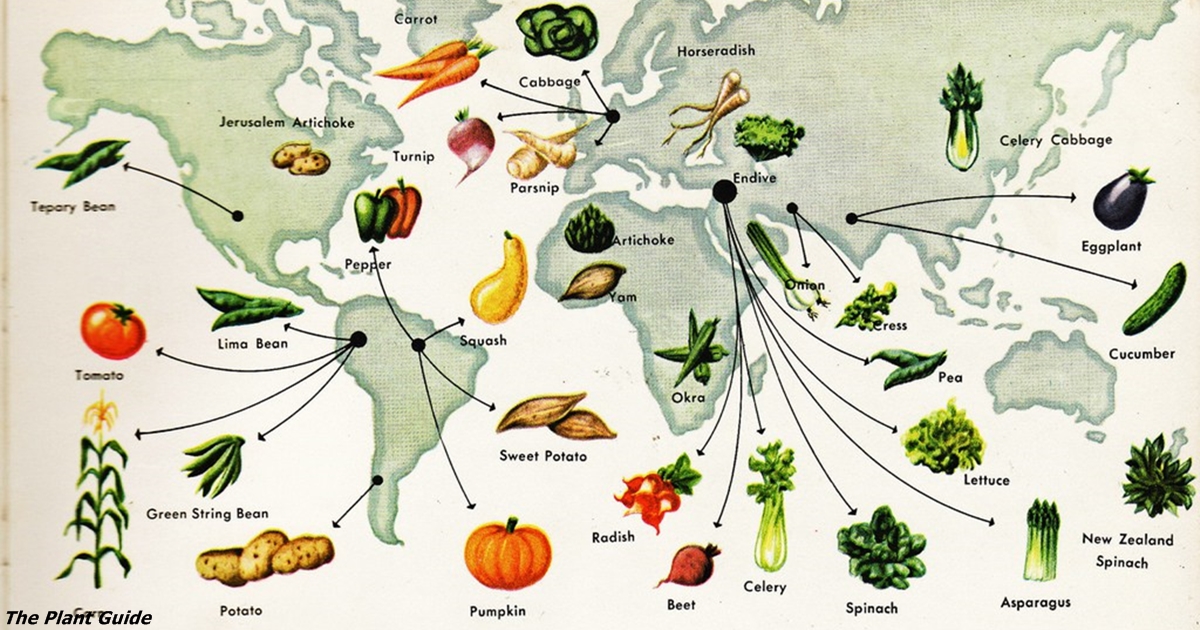 Pôvod 10 druhov zeleniny, ktoré máme na stole. Nebudete veriť, odkiaľ pochádzajú uhorky!
